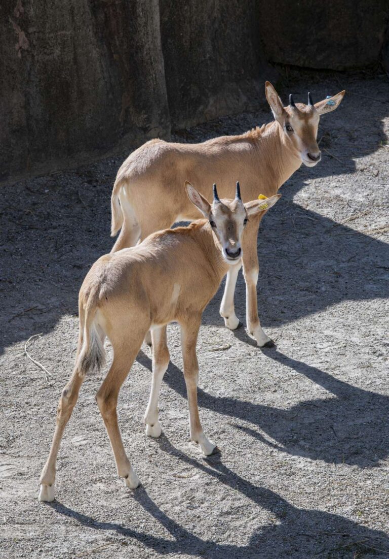 Oryx calves Yaji and Yashi