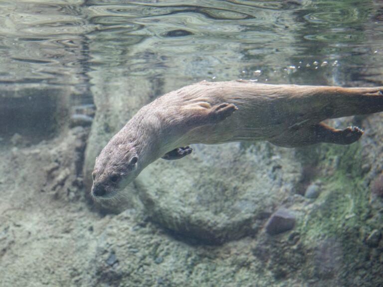 Otter swimming