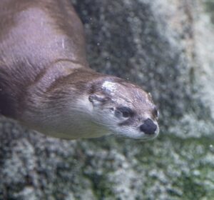 Otter swimming underwater