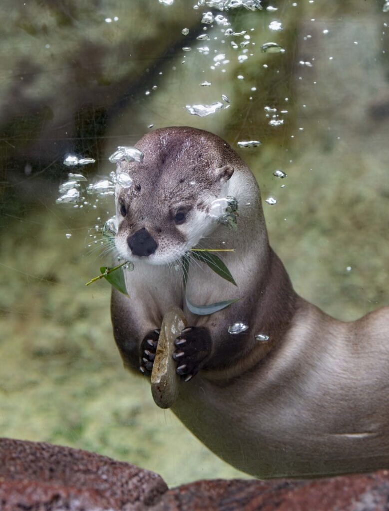 Otter swimming underwater holding a rock and leaves