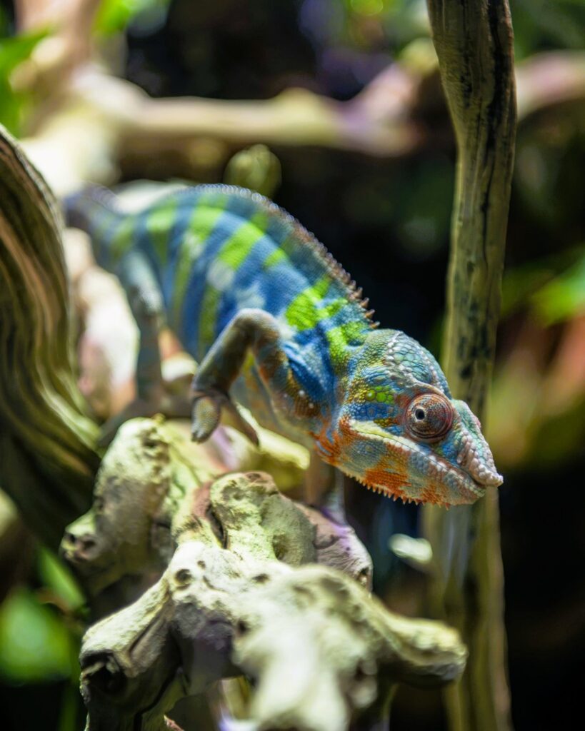 Panther chameleon sitting on a branch