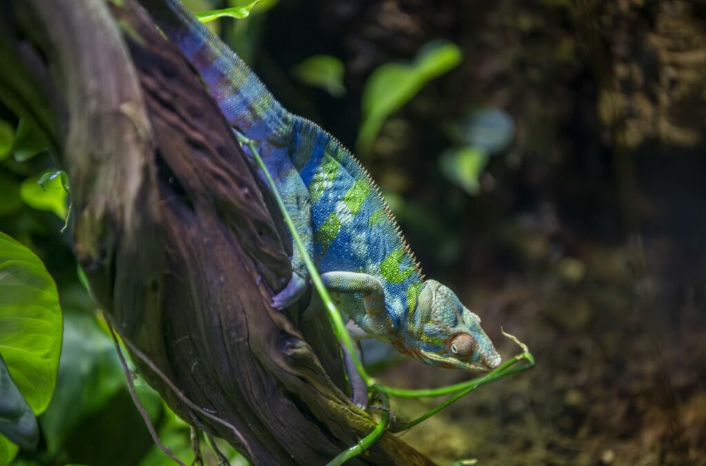 Panther chameleon sitting on a branch