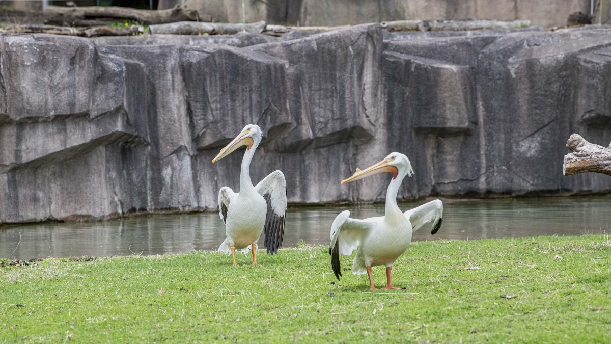 American White Pelican - Milwaukee County Zoo