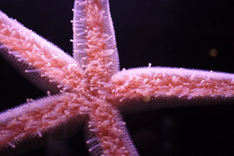 Pink Sea Starfish - Milwaukee County Zoo