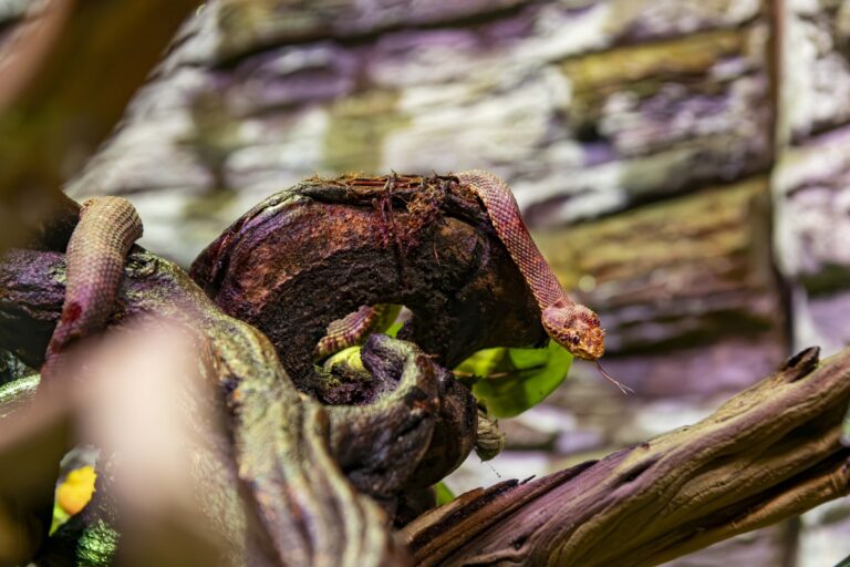 Eyelash viper sitting on a branch in their habitat with their tongue out