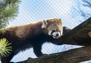 Red panda climbing a tree branch with his tongue sticking out