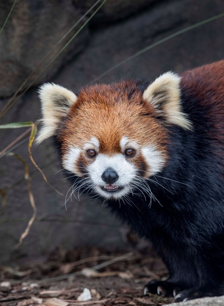 Red panda in her outdoor habitat