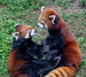 Red pandas tumbling on the ground in their outdoor habitat