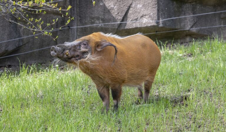 Red river hog exploring his outdoor habitat