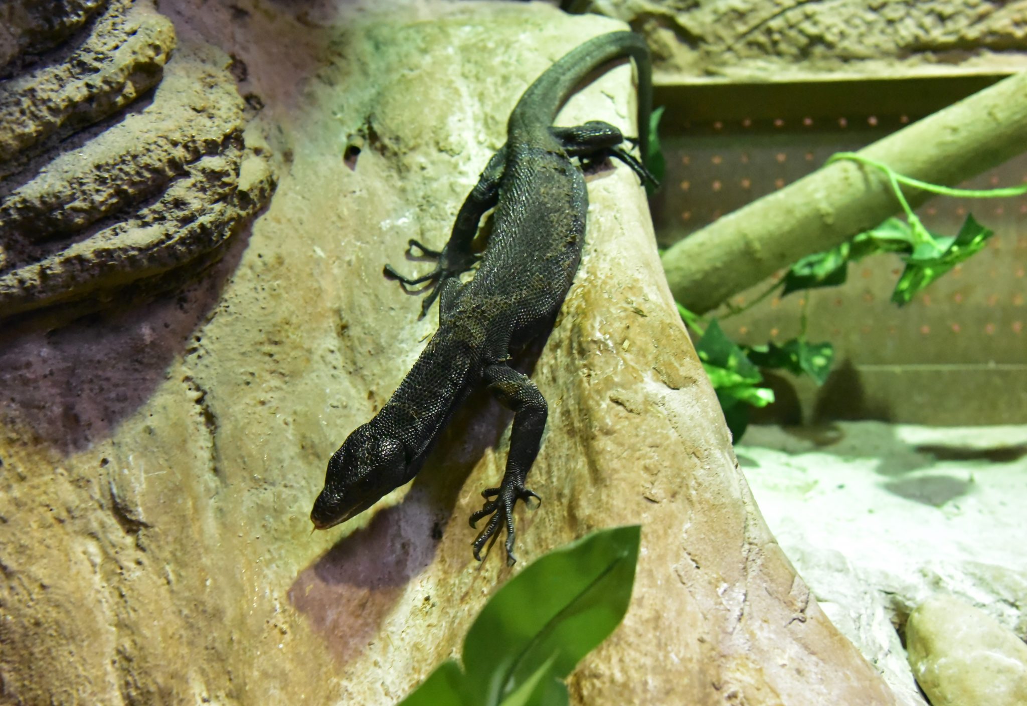 Aquatic & Reptile Center Archives - Milwaukee County Zoo