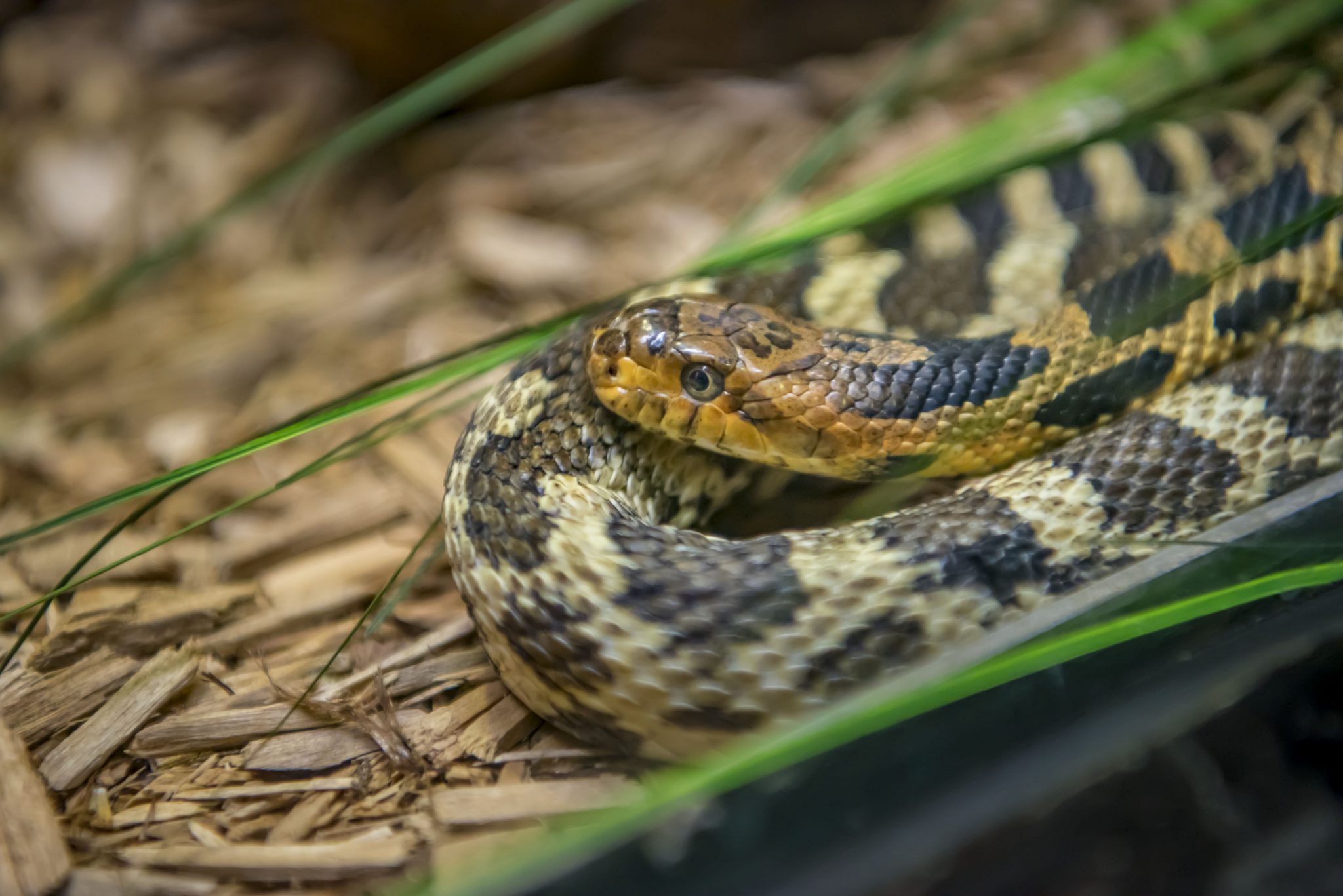 Fox Snake In Iowa Aquatic & Reptile Center Archives - Milwaukee County Zoo