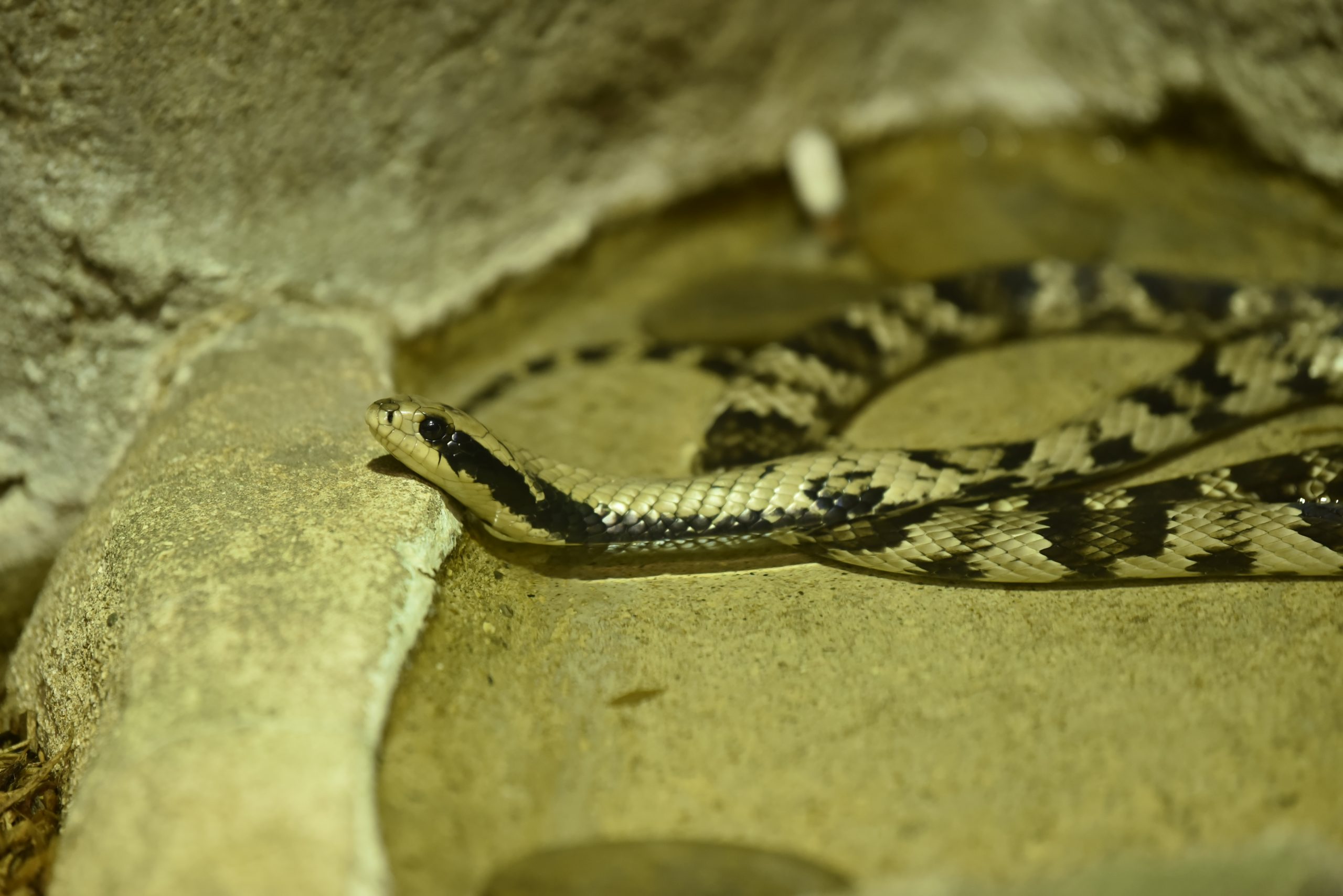 False Water Cobra - Milwaukee County Zoo