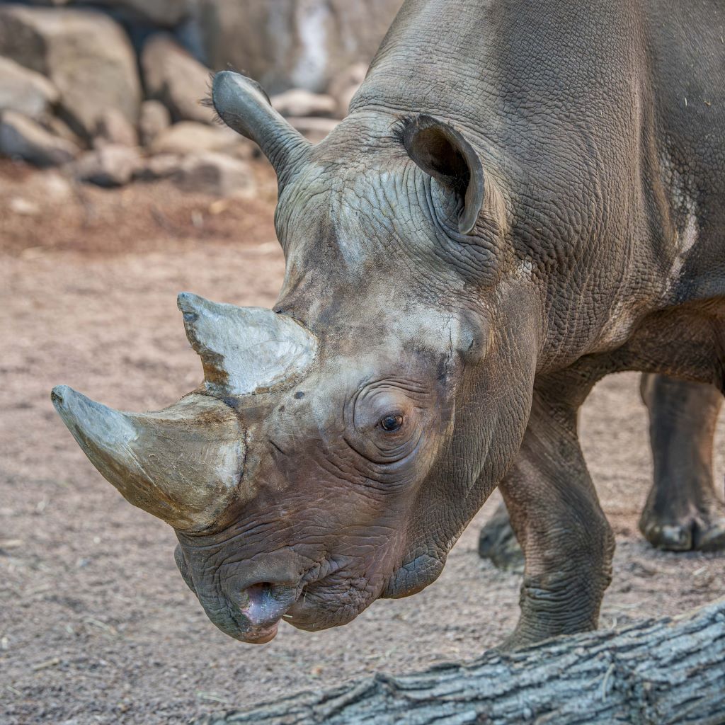Eastern black rhino Kianga