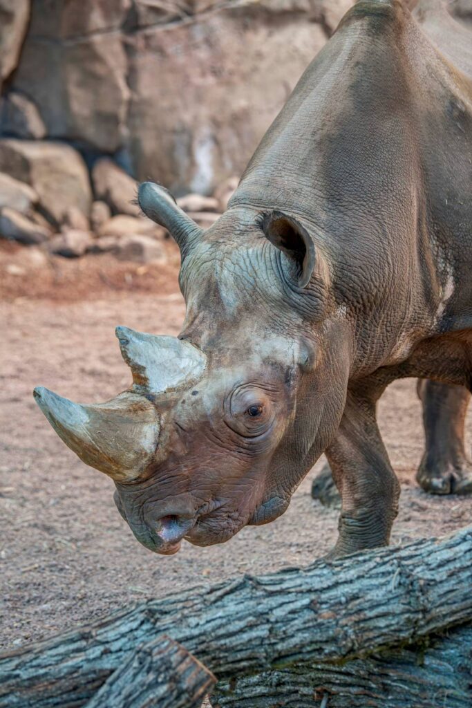 Eastern black rhino Kianga in the indoor habitat