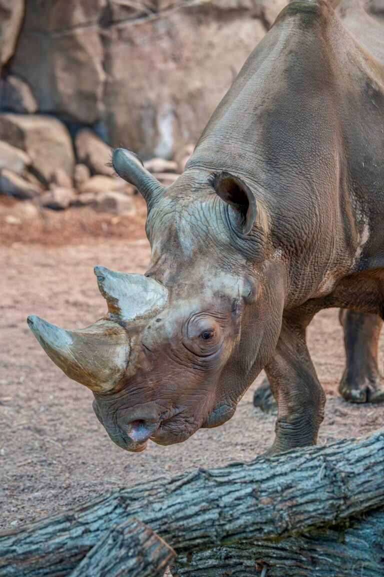 Eastern black rhino Kianga in the indoor habitat