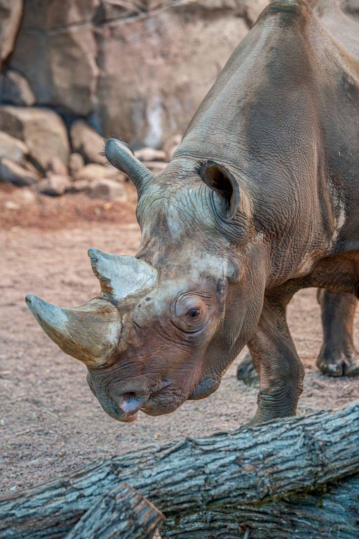 Wild for Rhinos - Milwaukee County Zoo