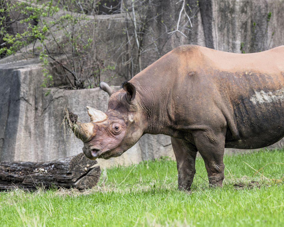 Rhino with a clump of mud on his front horn