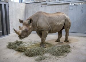 Eastern black rhino Kianga