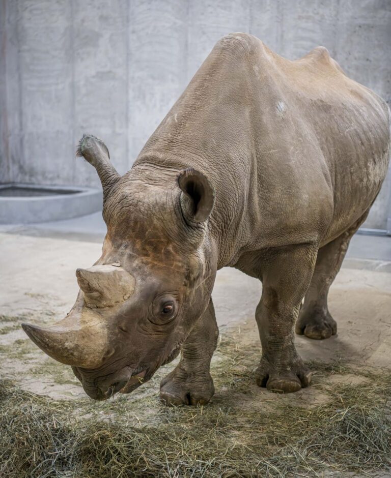 Rhino Kianga sniffs hay