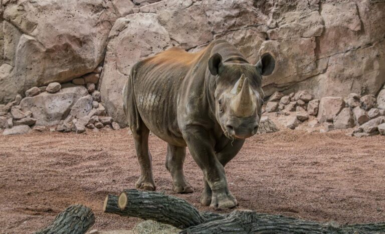 Eastern black rhino Kianga stands in the indoor habitat