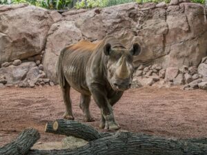 Male Eastern black rhino Kianga stands in the new indoor habitat