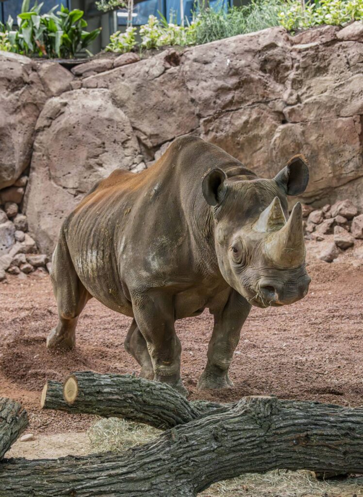 Eastern black rhino Kianga in the new habitat