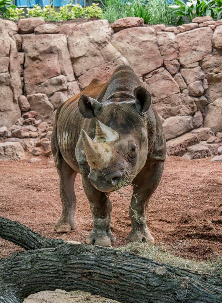 Male Eastern black rhino Kianga stands in the new indoor habitat