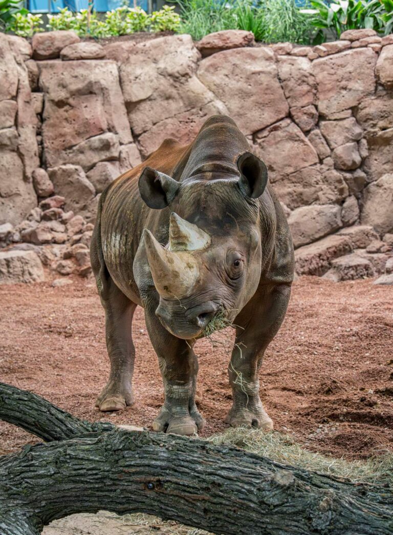 Male Eastern black rhino Kianga stands in the new indoor habitat