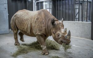 Eastern black rhino Zuri