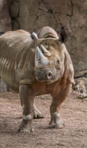 Rhino standing in her indoor habitat