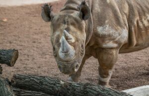 Female Eastern black rhino Zuri stands in the new indoor habitat
