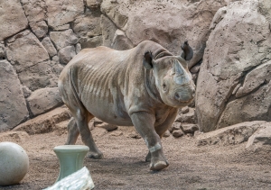 Eastern black rhino standing in her indoor habitat