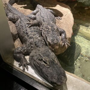 Chinese alligators Yang and Yin lay close together