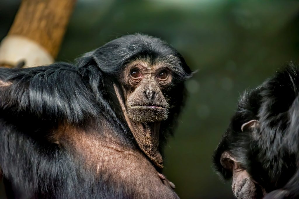 De Brazza's Monkey Born at the Zoo - Milwaukee County Zoo