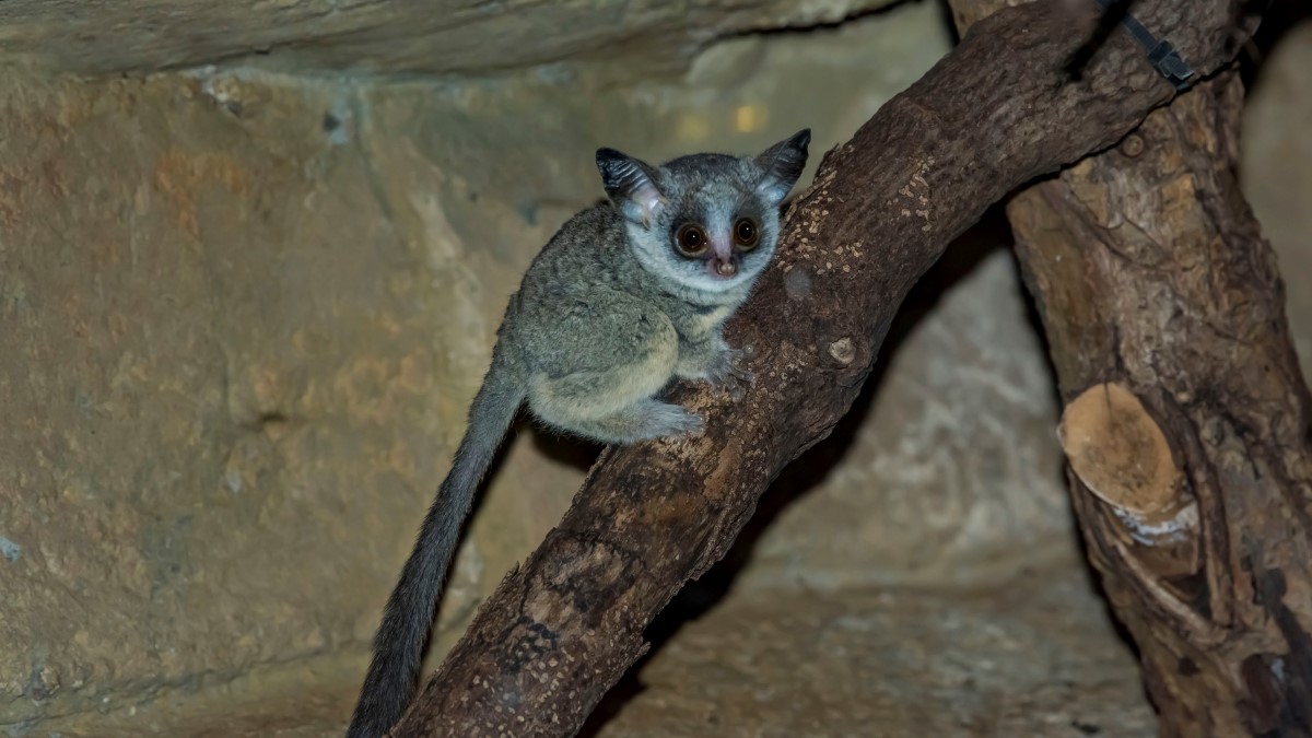 Bush Baby