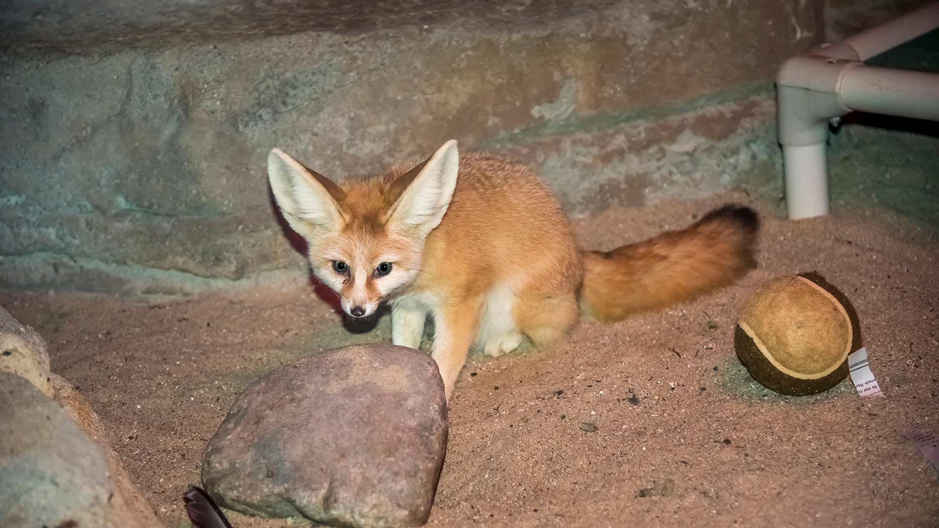 Fennec Fox Habitat