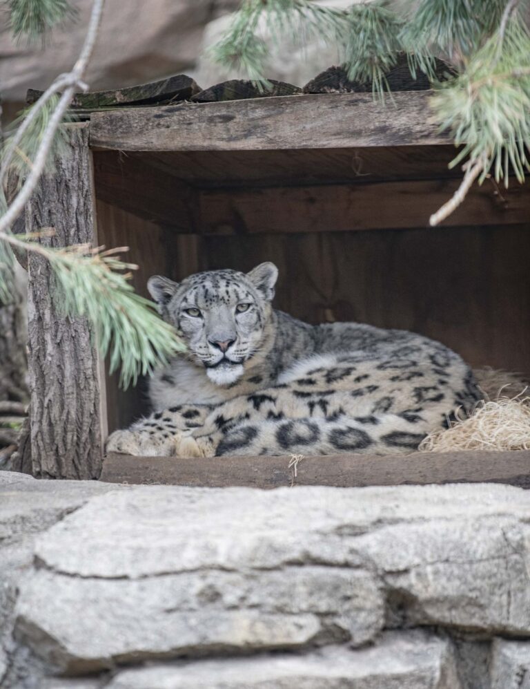 Snow leopard sitting in a box in his outdoor habitat