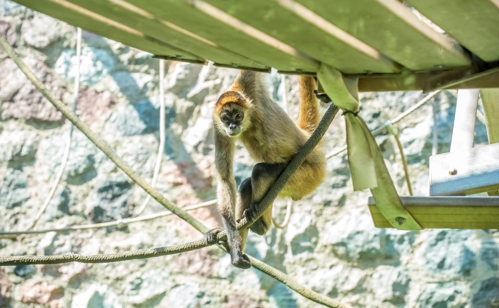 De Brazza's Monkey Born at the Zoo - Milwaukee County Zoo