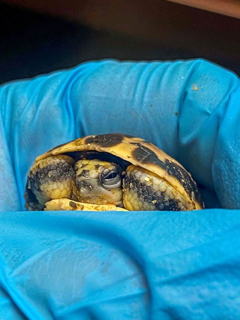 Rare Northern Spider Tortoise Hatches - Milwaukee County Zoo