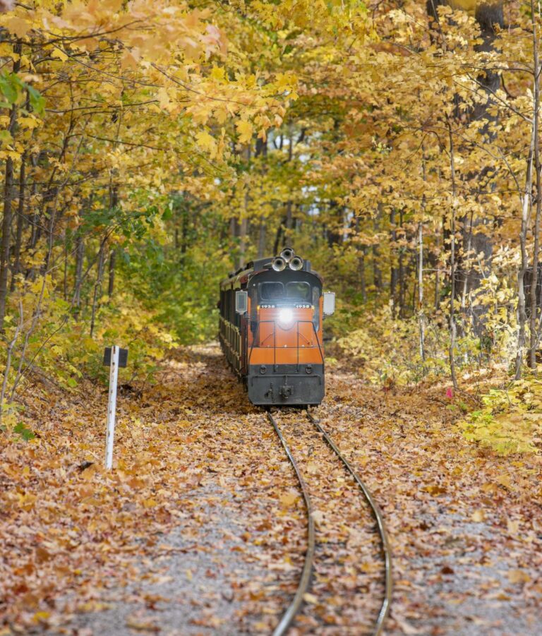 Train driving through the Zoo surrounded by orange leaves