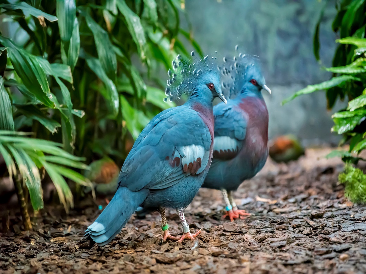 Victoria Crown Pigeon