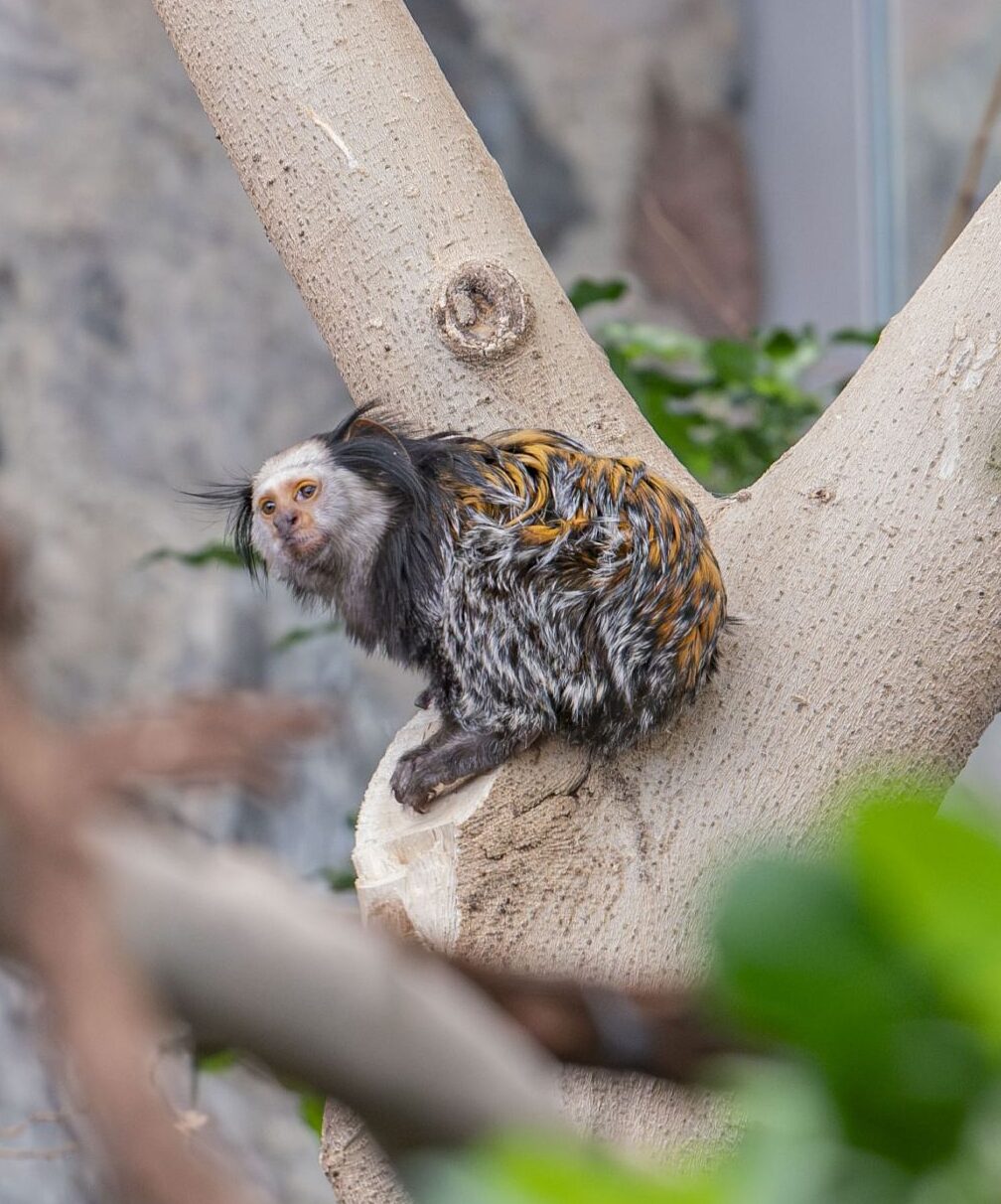 White-fronted marmoset sitting in a tree in her habitat