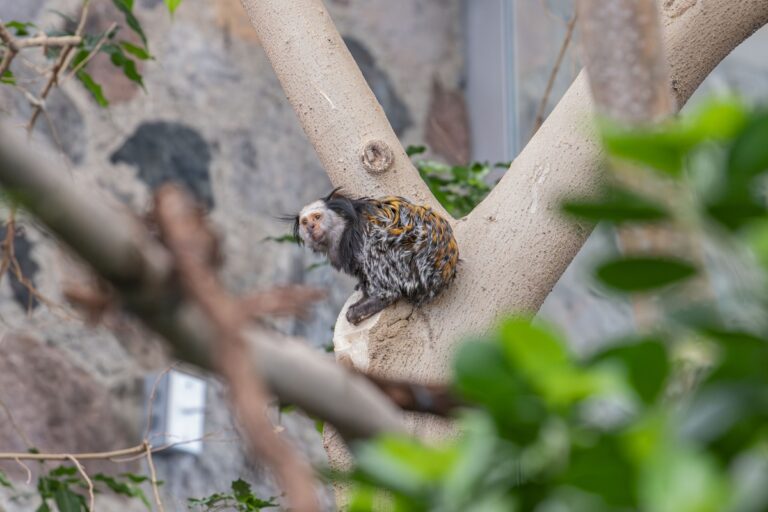 White-fronted marmoset sitting in a tree in her habitat
