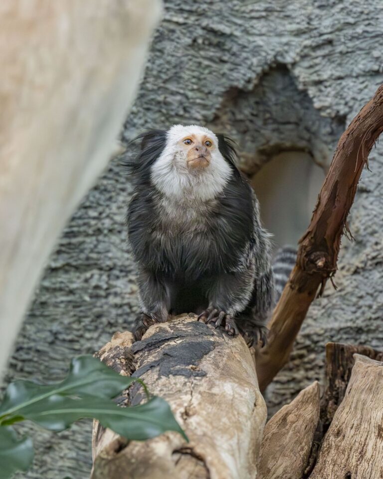 White-fronted marmoset sitting in his habitat