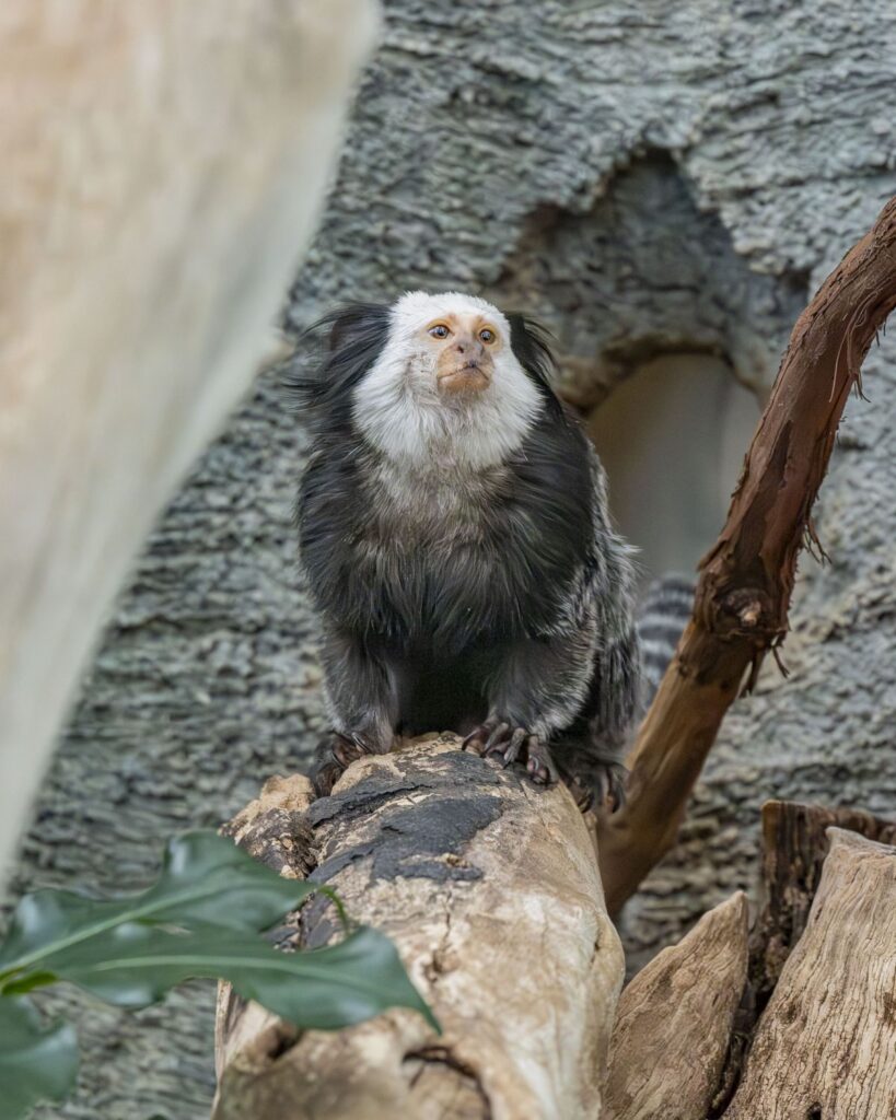White-fronted marmoset sitting in his habitat
