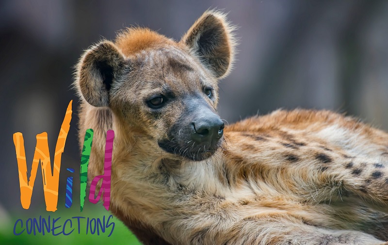 Wild Connections - Hyena