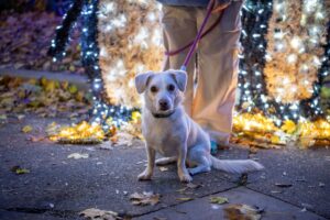 Small white dog sitting on the ground in front of lights display