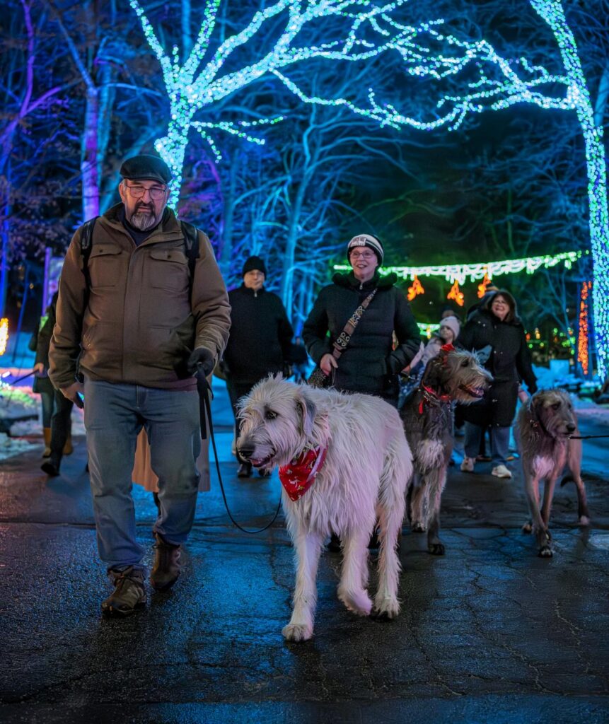 Group of adults walking their dogs through an outdoor lights display