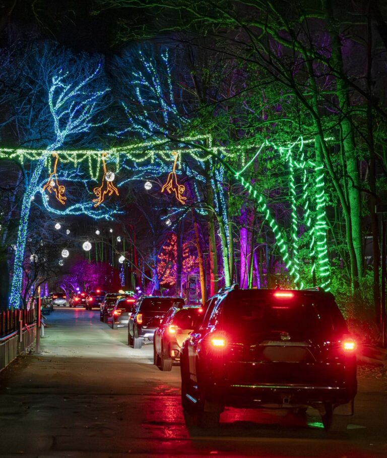 Line of cars driving through a holiday lights display