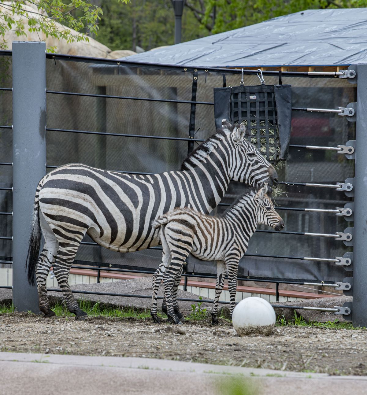 Zebra mom and foal stand in the new outdoor habitat